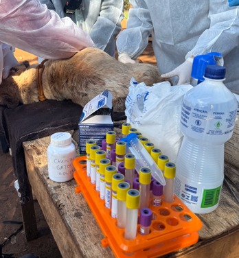 Vacinação histórica chega à aldeia indígena Rio das Cobras no Paraná